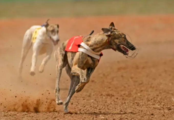 Greyhound Betting